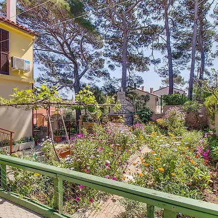 Petra مالي لوشينغْ